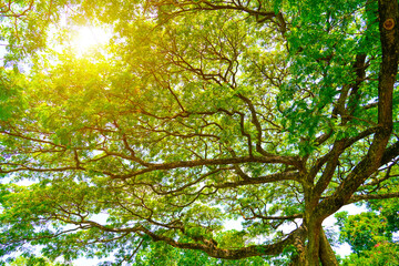 Spherical panorama in a forest, magnificent upwards view to the treetops with fresh green foliage