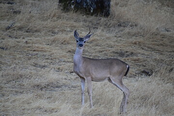 deer in the wild