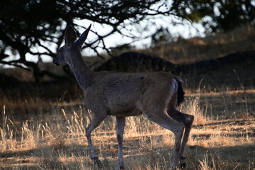 deer in the woods