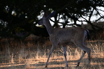 deer in the woods