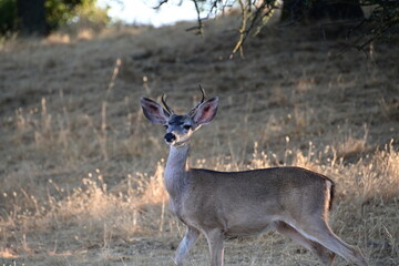 deer in the woods