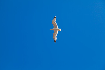 A white seagull soaring against a clear blue sky on a sunny summer day
