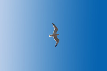 A white seagull soaring against a clear blue sky on a sunny summer day