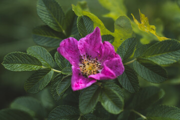 A full-blown rosehip flower grows in forests