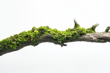 Renewed existence: lively emerald moss on aging tree limbs set against a pale background