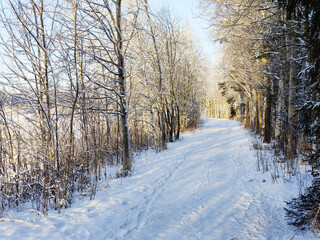 Winter road runs between the frozen trees. Magic rays of the sun fall on the branches of trees. Beautiful winter landscape banner.