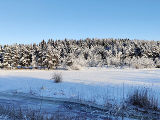 Winter sunny landscape in fir tree forest covered snow. Winter season in Finland