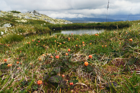 Cloudberries from the eastern part of the Rondane Mountains in late summer.