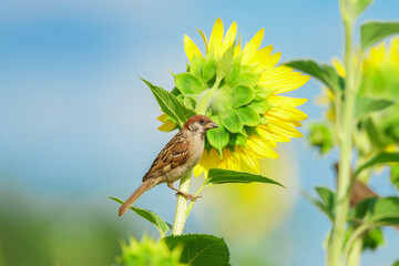 closeup of a House sparrow standing on a tree....