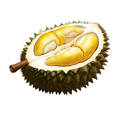 Fototapeta premium Illustration of a durian cut open to see the flesh.