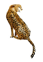 cheetah isolated hand drawn on transparent background tiger Leopard cat cheetah running Leopard African cute animal, Wild big cat illustration, predator