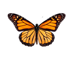 Fototapeta premium Monarchfalter isoliert auf weißen Hintergrund, Freisteller, Transparent 