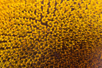 Closeup of a sunflower