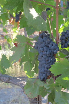 racimo uva cosecha bodega vino vid parra 