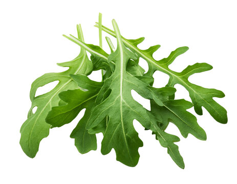 Ruccola isoliert auf wei&szlig;en Hintergrund, Freisteller 