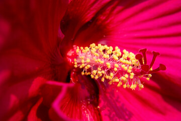 Close-up of a red hibiscus flower