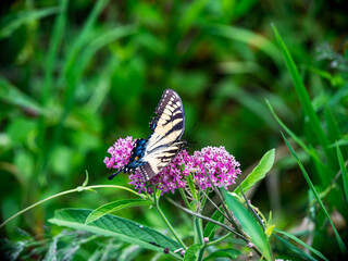 butterfly on flower