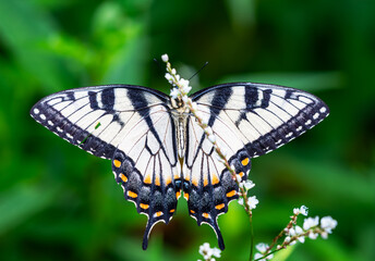 butterfly on a flower