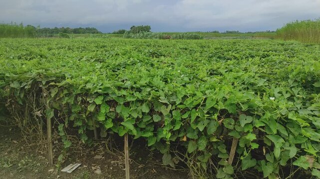 Beds have been made on the new parwal cultivation land and parwal trees are slowly rising to the top. pointed gourd plant, pointed gourd, pointed gourd tree in india,