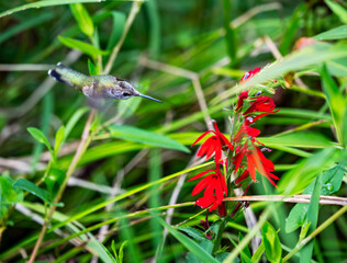 Hummingbird 
