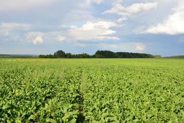 a field of beetroot with a blue sky in the background