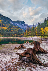 Fototapeta premium Tree stumps near Gosauseen or Vorderer Gosausee lake, Upper Austria. Colorful autumn alpine view of mountain lake with clear transparent water and reflections. Dachstein summit and glacier in far.