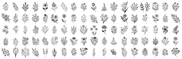 collection of subtle botanical illustrations for decoration and graphics, black vector collection set in doodle style