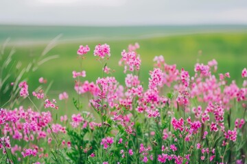 Obraz premium Closeup of Rapeseed Flowers with Honeybees in Green Fields