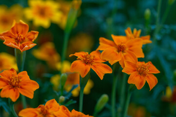 orange flowers in autumn
