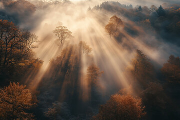 Fototapeta premium sunrise in the autumn forest, care for nature, ecologically clean air