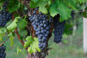 Крупный план спелых фиолетовых виноградных гроздей, висящих на лозе в винограднике, готовых к сбору урожая.