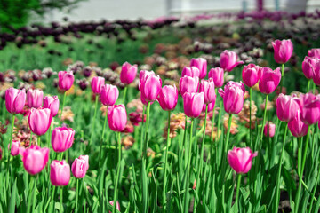sunlit meadow, vibrant pink tulips sway gently, embodying the beauty of spring and the joy of nature. Their colors radiate warmth, inviting serenity and renewal