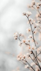 Delicate white blossoms arranged on a light background for spring decor