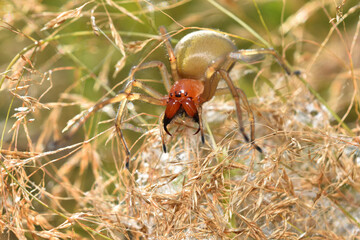 Closeup of a mature female of the infamous European Yellow Sac Spider (Cheiracanthium punctorium), photographed on its web in high grass on a German meadow.