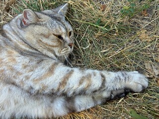 Funny cat lying down in the grass 