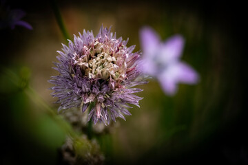 Beautiful pink flowers growing in the garden with blurred foreground of green leaves