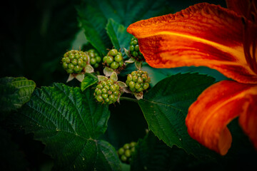 Green, young raspberries growing on the branch, not yet ripe and red in colour