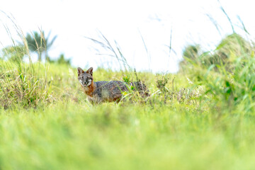 wild fox in tail green grass