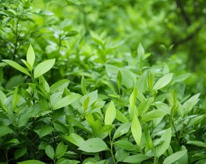 Fototapeta premium Native plants thriving in an untamed wilderness, rich ecosystem showcasing natural beauty, wide copy space for text and wildlife flourishing in abundance.