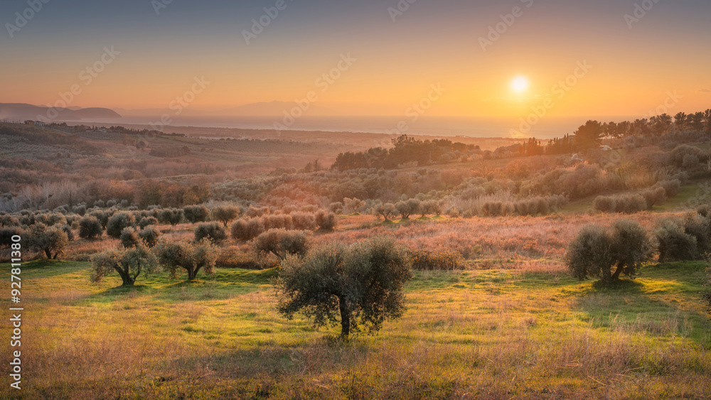 Poster maremma sunset panorama. olive trees, countryside and sea on horizon. san vincenzo, tuscany, italy.