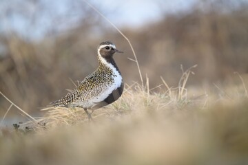 Close-up of a Golden plover standing on dry grass with a blurred background