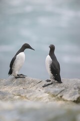 Two guillemots perched on a rock with a blurred ocean background