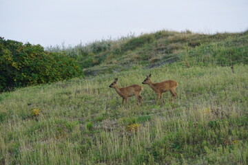 deer in the woods