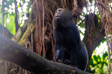 Owl-faced monkey (Cercopithecus hamlyni) on a tree