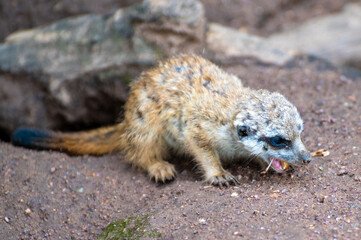 young meerkat eats an insect