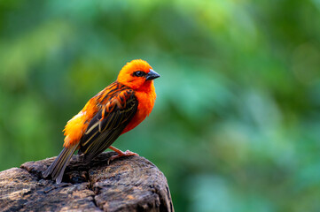 Closeup of a red fody Foudia madagascariensis bird, also Madagascar Fody, red cardinal fody or common fody. A small bird native to Madagascar.