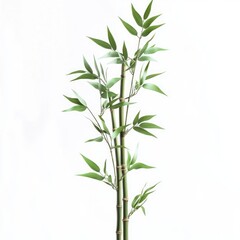 Fototapeta premium Green Bamboo Plant Isolated on White Background
