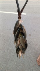 A group of fish caught from the river during the rainy season is threaded onto a wooden stick and offered for sale.