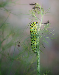 Black swallowtail caterpillar on fennel frond in the evening's golden light; vertical on the fennel frond