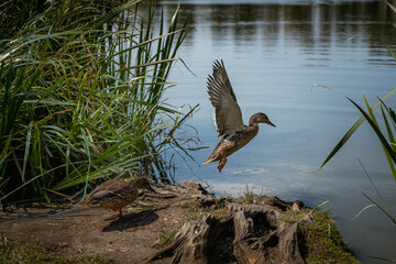 Feeding ducks in the park. Flying duck